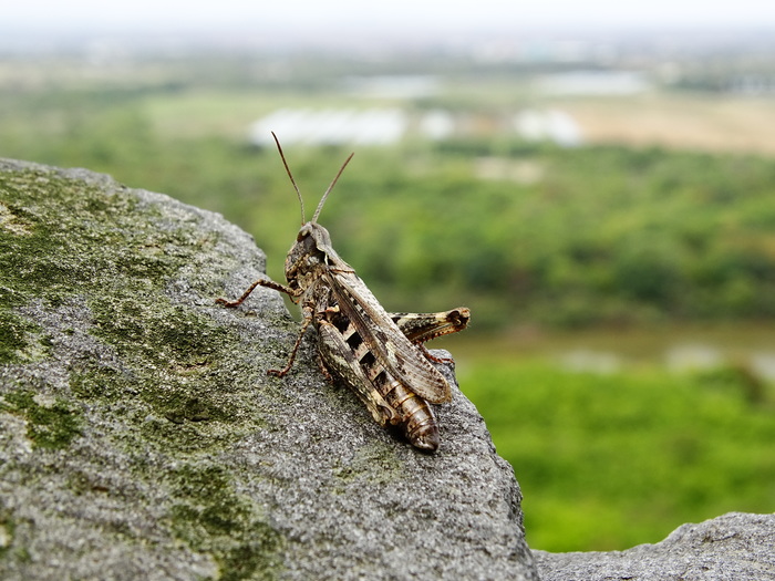 Macroworld of Primorsky Krai (grasshoppers) - part 2. - My, , Insects, Grasshopper, Primorsky Krai, Oktyabrsky District, Longpost, Macro photography