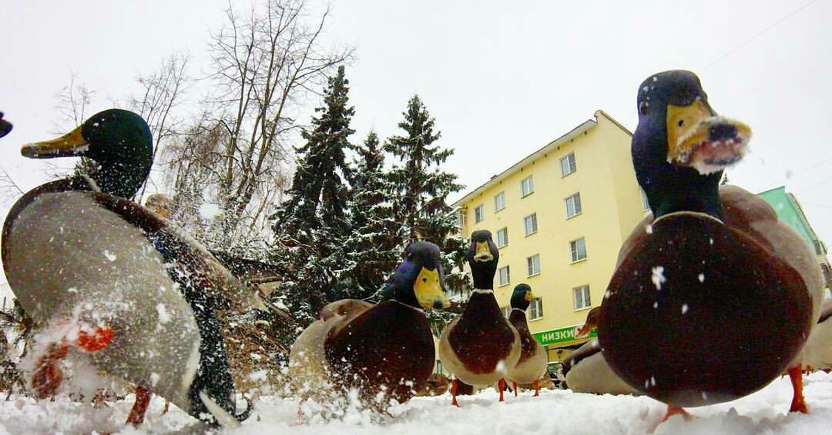 Приколы про уток