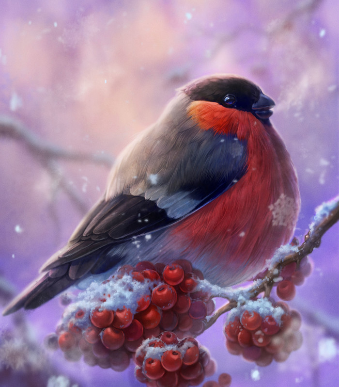 Bullfinch - , Winter, Art, Drawing, Birds, Bullfinches