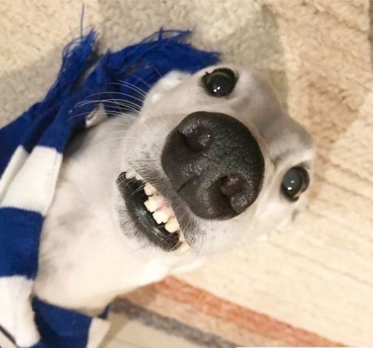 A DOG WITH HUMAN TEETH LIVES IN AUSTRALIA. she is cute - Dog, Australia, Teeth, Video, Longpost