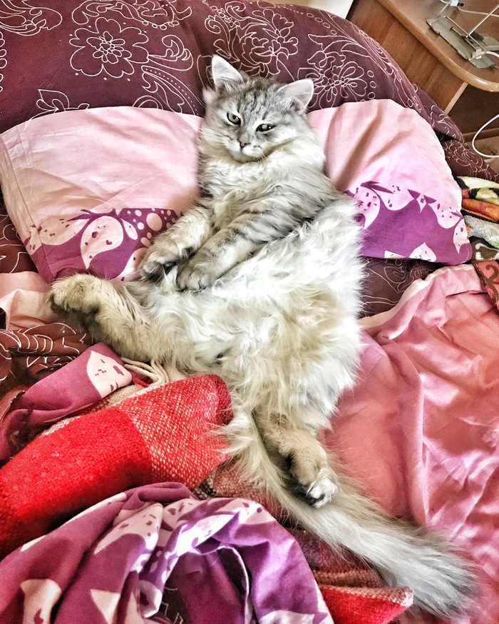 Доброе утро! Последний день января;) - Моё, Кот, Котобанда, Котомафия