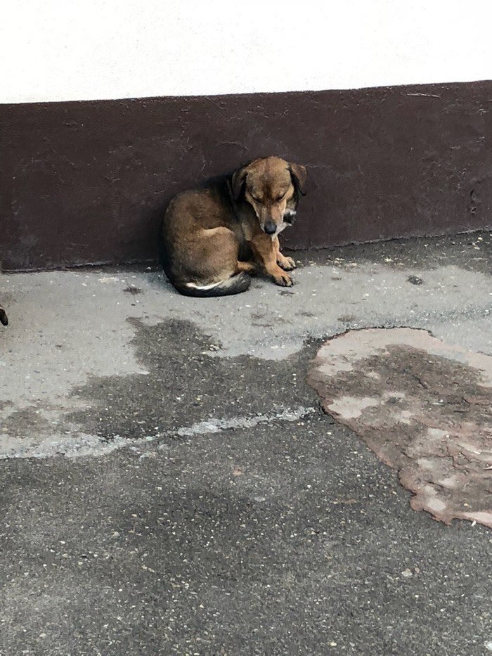Looking for a home! - My, Help, Found a dog, Dog, Krasnodar