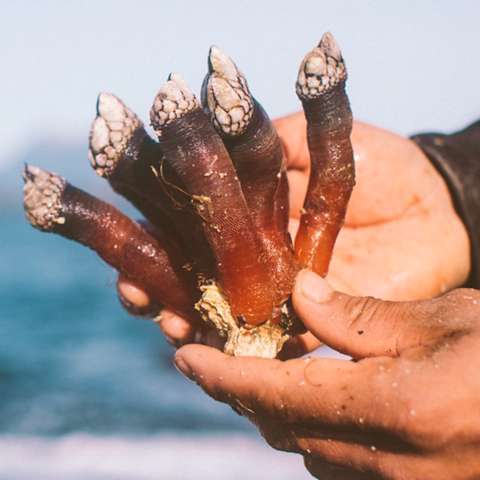 Sea ducks - My, Stranger, Crustaceans, Animals, My, Paws, Longpost