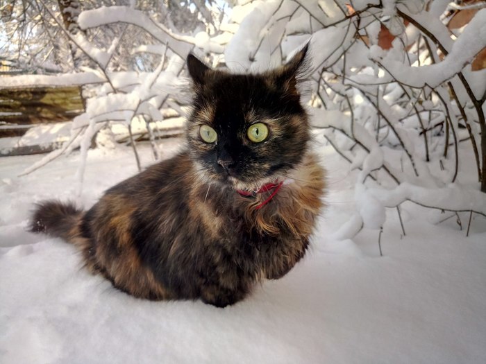 The cat saw snow for the first time :) - My, His cat, Emotions, cat, Winter