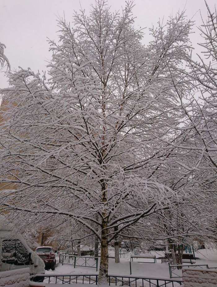 On the way to school ... Photographed with Sony xperia X - My, Snow, Winter, beauty of nature, Images, My, Beginning photographer, First post, Longpost