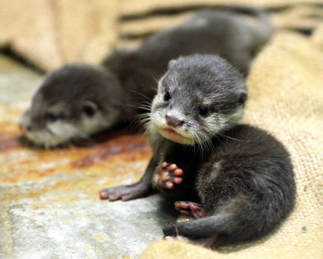 cute otters - Otters, Milota, Longpost