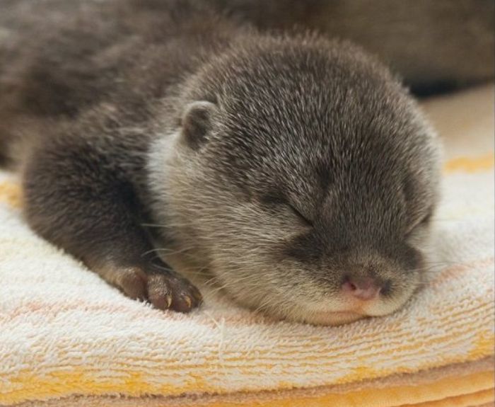 cute otters - Otters, Milota, Longpost