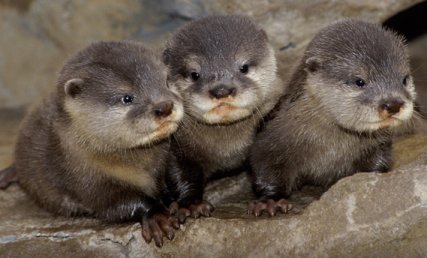 cute otters - Otters, Milota, Longpost