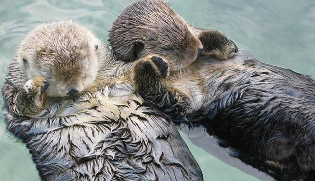 cute otters - Otters, Milota, Longpost