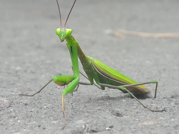 Mantis - My, The photo, Insects, Cool guy, Handsome men