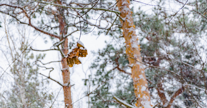 Winter park - My, Moscow, Winter, Nature, Landscape, Longpost