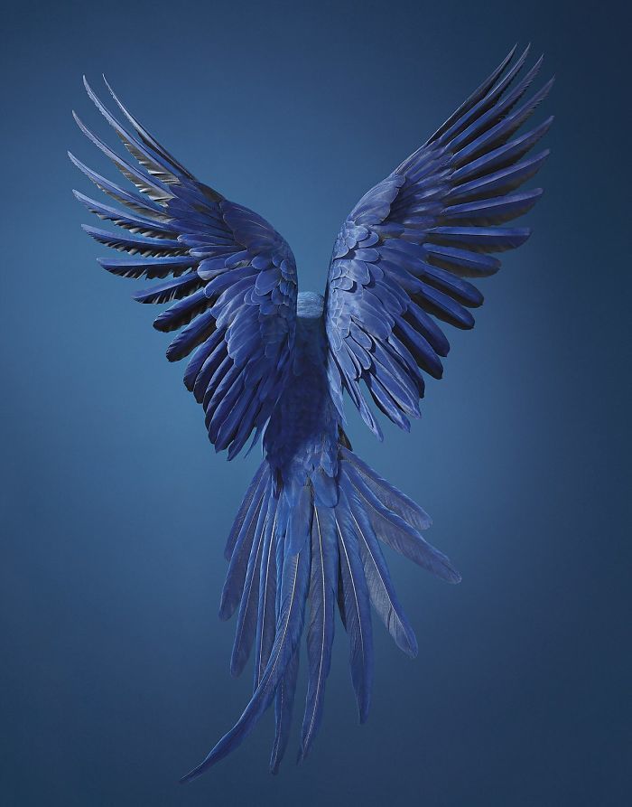 Hyacinth macaw. - The photo, Birds, A parrot, Photographer, Tim Flack