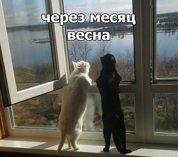 Waiting for spring - Picture with text, March cats, Spring, Positive, cat