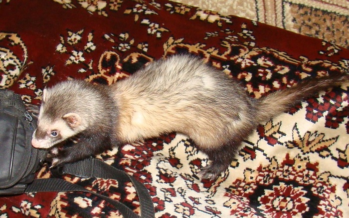 And what about the ferret? )) - My, Story, fairy tale, Ural, Ferret