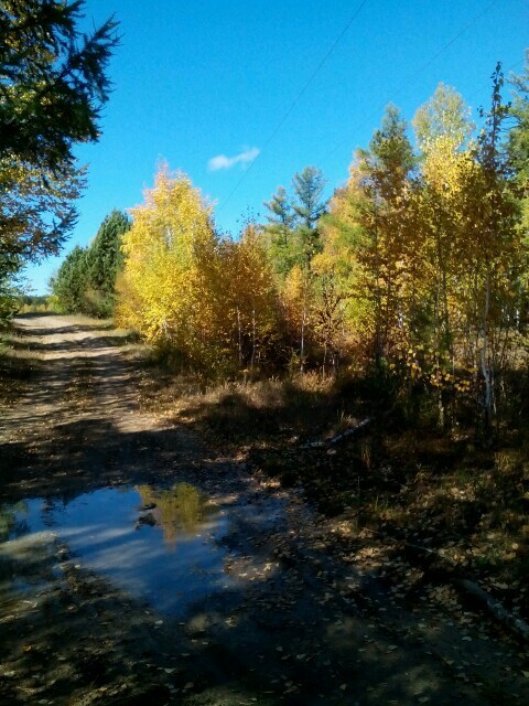 Autumn. Transbaikalia. - My, Autumn, Leaf fall, Yellow, Leaves, River, The sun, Longpost