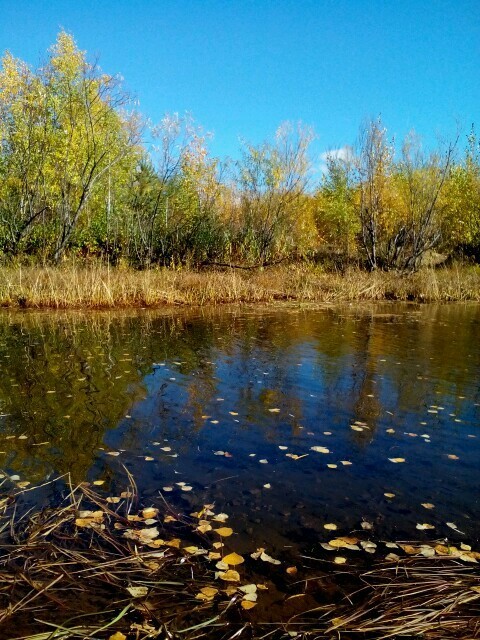 Autumn. Transbaikalia. - My, Autumn, Leaf fall, Yellow, Leaves, River, The sun, Longpost