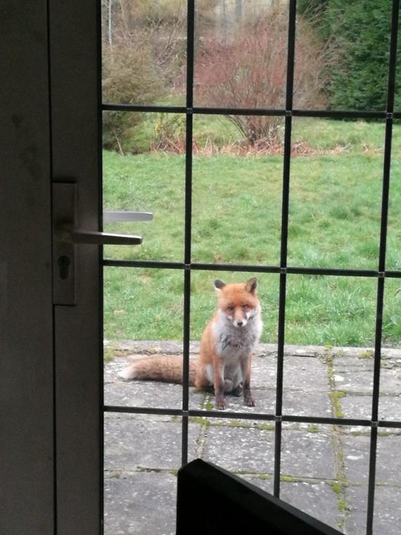 I fed the fox once, now I see this picture every day - Fox, Reddit, Animals, Feeding