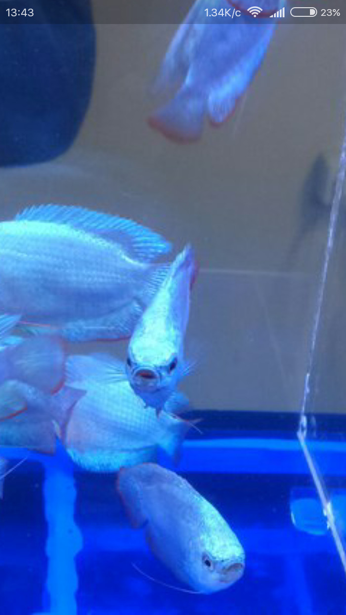 ����� ����������� ����