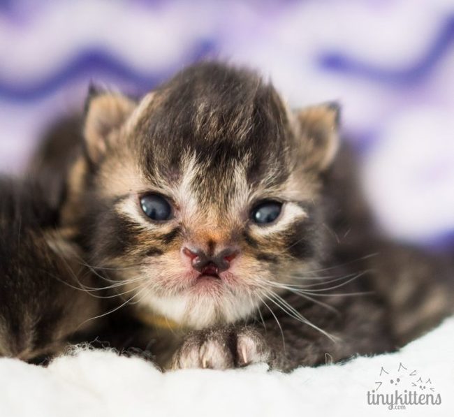 This is a special cat with a BUTTERFLY nose. But not to love him less because of this? - cat, Unusual, , Special, Animals, Longpost