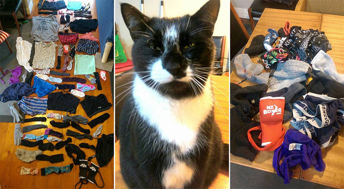 Kleptomaniac cat from New Zealand - cat, Kleptomaniac, Underwear, Humor