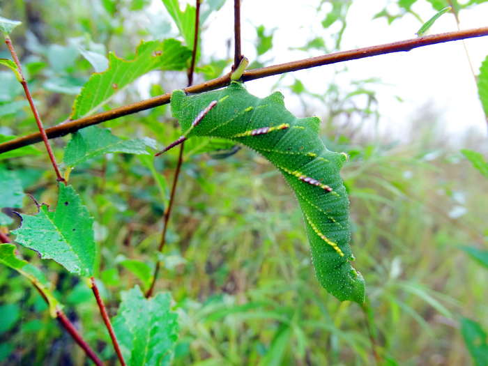 Macroworld of Primorsky Krai (caterpillars) - part 4. - My, , Insects, Caterpillar, Primorsky Krai, Oktyabrsky District, Longpost, Macro photography