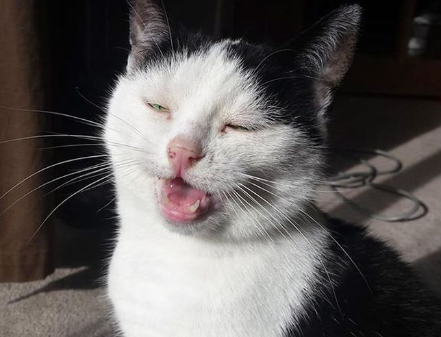 Collection of sneezing cats - cat, Sneeze, Longpost