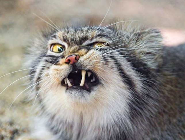 Collection of sneezing cats - cat, Sneeze, Longpost