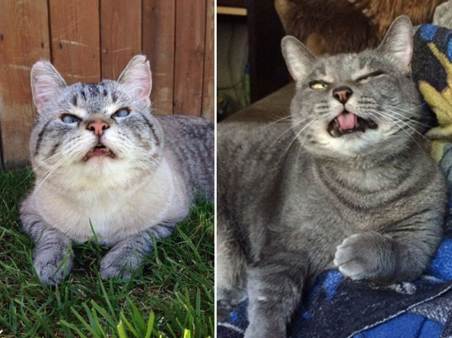 Collection of sneezing cats - cat, Sneeze, Longpost