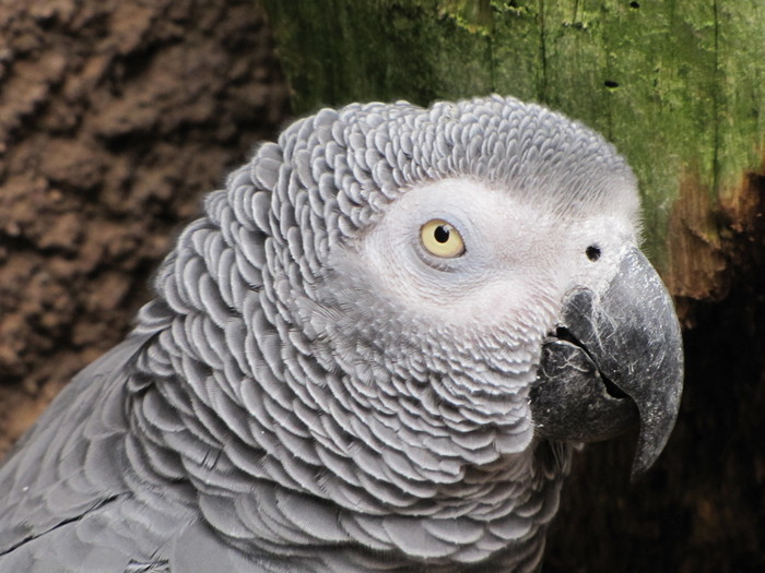 Jaco in Marineland Mallorca. Mallorca island, Spain. - My, Spain, Majorca, A parrot, Jaco, The photo, My