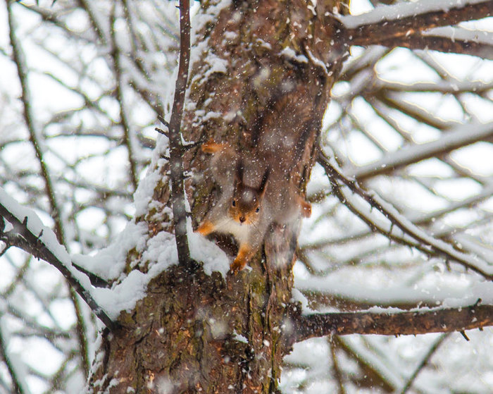 Winter mischief - My, Squirrel, My, The photo, Photographer, League of photographers, Canon, Animals, Longpost