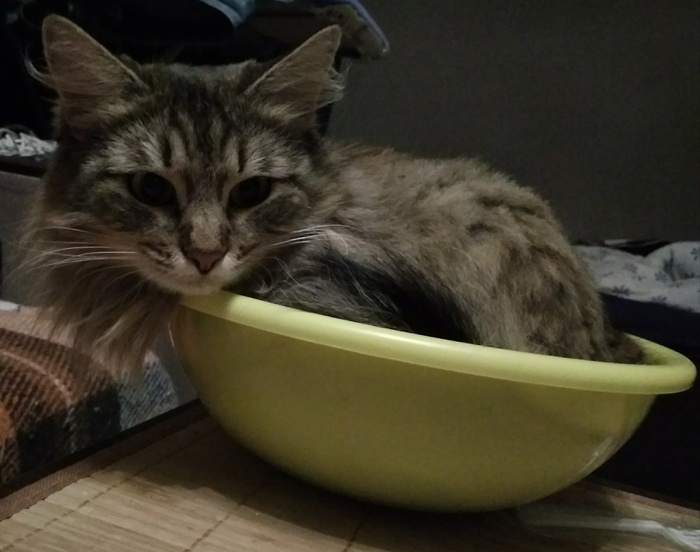 Коты - это жидкость!