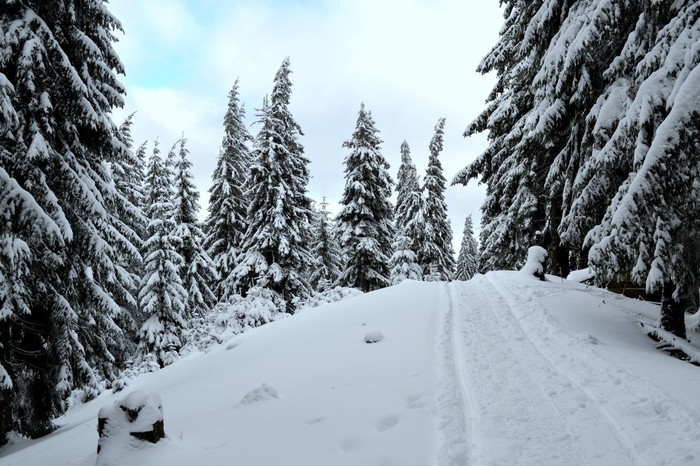 Зима Зима, Снег, Лес, Фотография