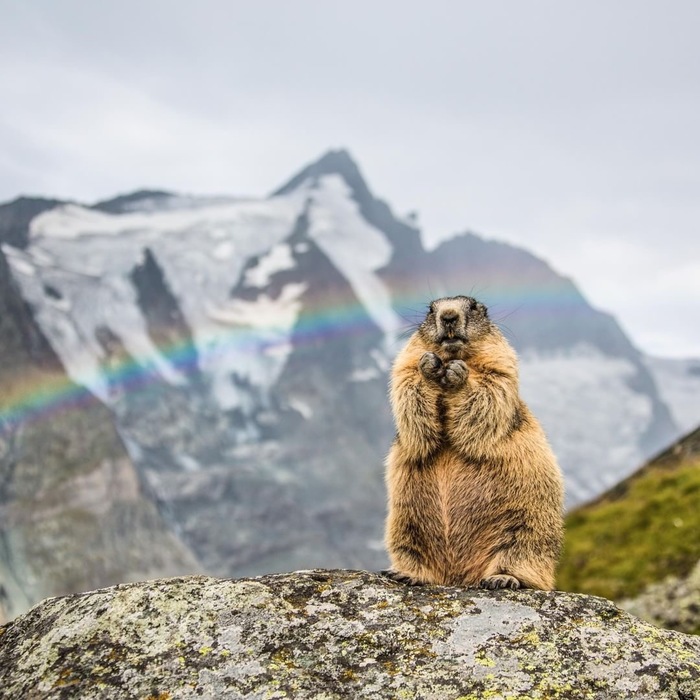 Phil predicted 6 more weeks of winter... - The photo, Discovery, Marmot, Groundhog Phil