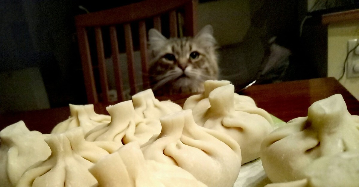 Кот Который Ест Пельмени