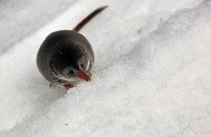 An unexpected guest in the tit feeder - the shrew Shrew - My, Shrew, Shrew, Trough, Tit, Text, Video