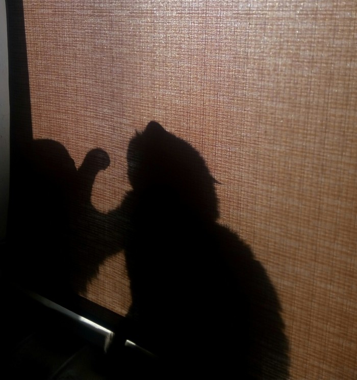 Clash of the Titans - My, cat, Shadow, Battle, On the windowsill, Windowsill