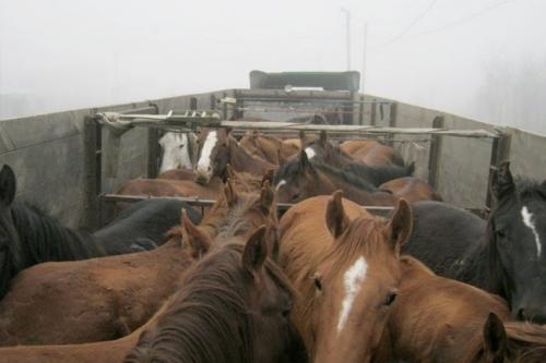 About horse theft. - Horses, Horse stealing, Gps, Kazakhstan, Longpost