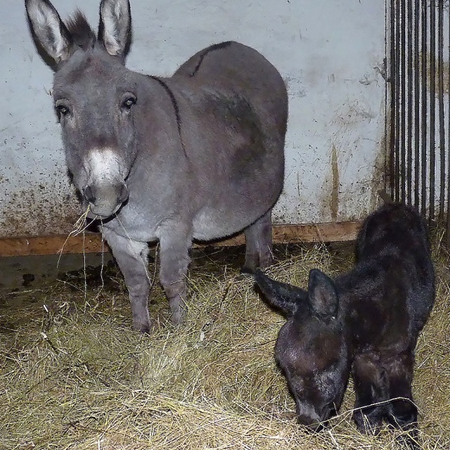 Meanwhile... - news, Female donkey, Omsk, NHS