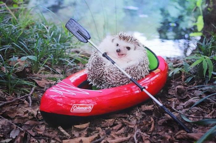 The hedgehog is preparing for rafting down the river. - The photo, Kayak, Hedgehog