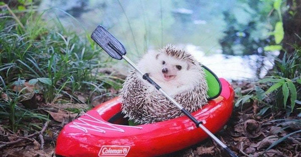 Смешные фотки ежика