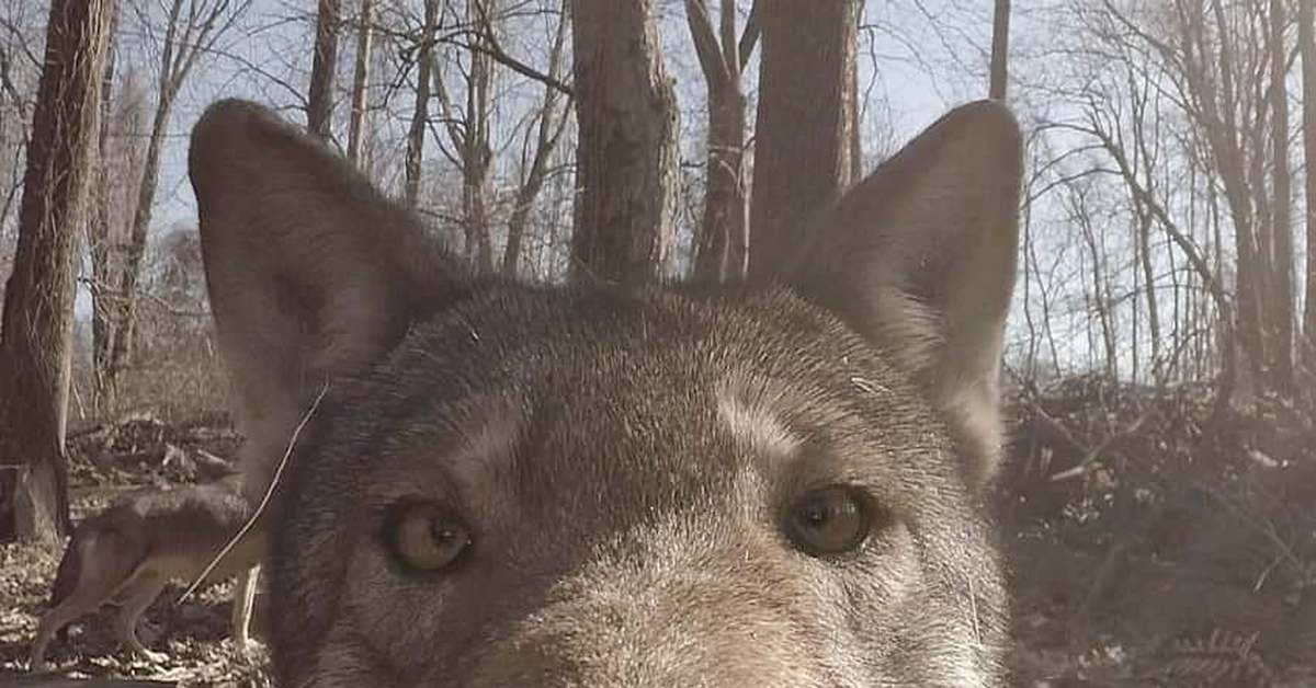 А не укусить ли тебя за бочок картинка