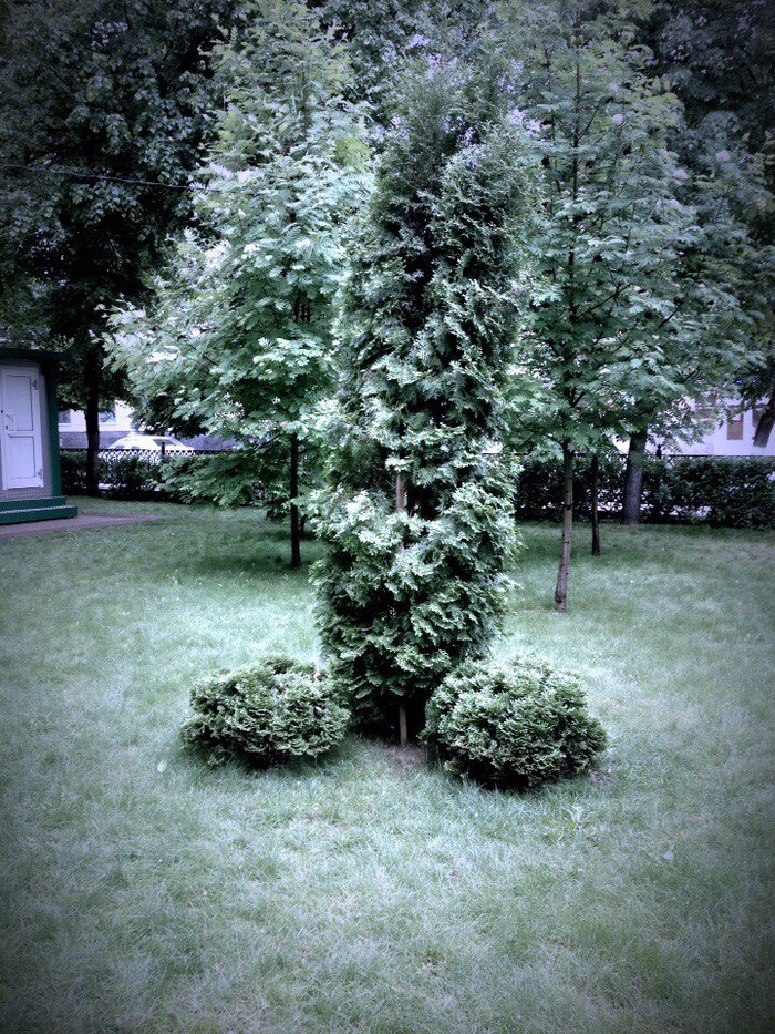 Very polite Voronezh. - NSFW, My, Voronezh, The park, Bushes, Summer, , beauty