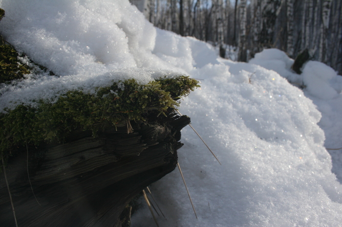 snow green - My, Snow, Macro, Filming, Macro photography
