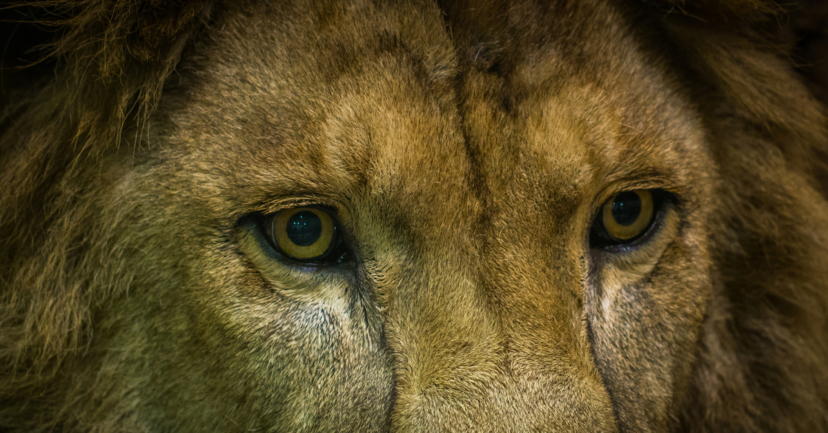 Лев какое млекопитающие. Глаза Льва. Зрачок Льва. Лев с зелеными глазами. Львиные глаза.