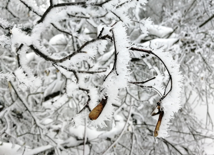 Природа-художник. Зима, Природа, Снег, Длиннопост