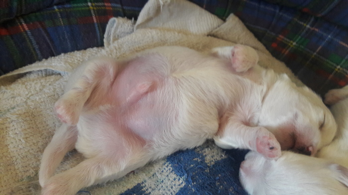 Kiss my belly please - My, Milota, Toddlers, Puppies, Maltese, Longpost, Dog, Children