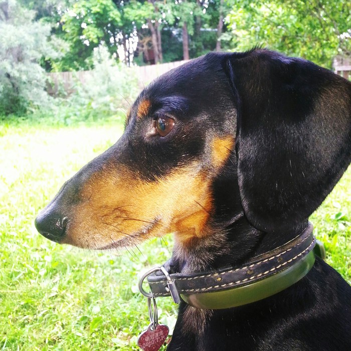 My favorite and just a good boy...))) - Dachshund, Milota, My, Longpost, Dog