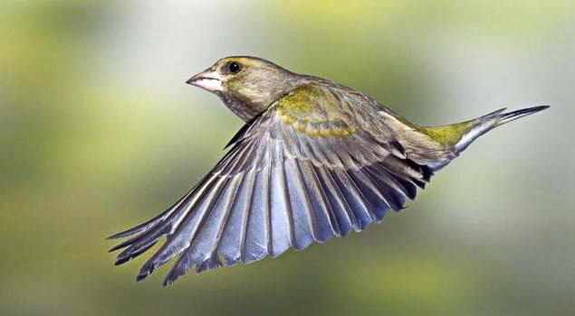 Blue tit. Greenfinch. What are they? - Birds, Biology, Ornithology, Greenfinch, Lazorevka, Longpost