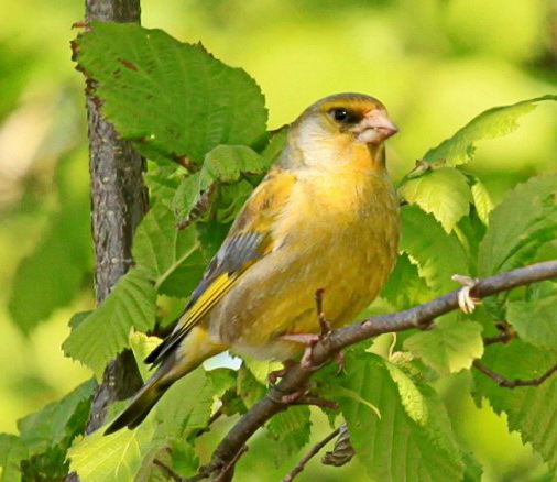 Blue tit. Greenfinch. What are they? - Birds, Biology, Ornithology, Greenfinch, Lazorevka, Longpost