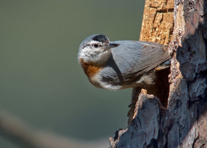 Nuthatch. What are they? - Birds, Biology, Ornithology, Nuthatch, , Video, Longpost